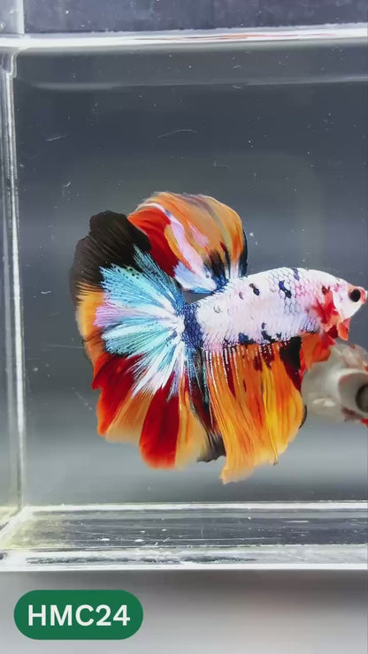 Multicolor Halfmoon Male Betta Fish | High Grade | Order Directly From Farm |  You Pick Fish |