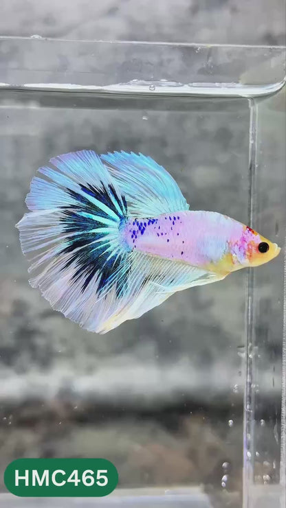 Multicolor Halfmoon Male Betta Fish | High Grade | Order Directly From Farm |  You Pick Fish |
