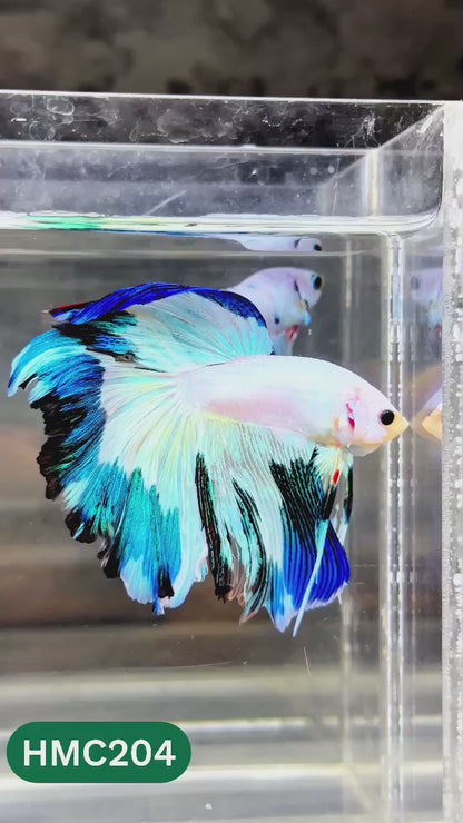 Multicolor Halfmoon Male Betta Fish | Order Directly From Farm | You Pick Fish