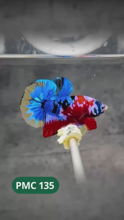 Multicolor Plakat Male Betta Fish |Show Grade|  You Pick Fish