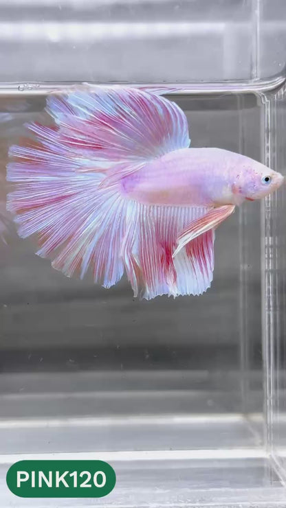 Pink Halfmoon Male Betta Fish | You Pick Fish | Order Directly From Farm