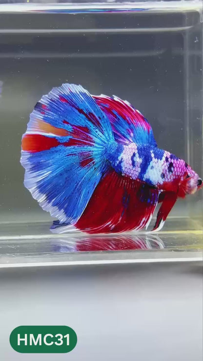 Multicolor Halfmoon Male Betta Fish | High Grade | Order Directly From Farm |  You Pick Fish |