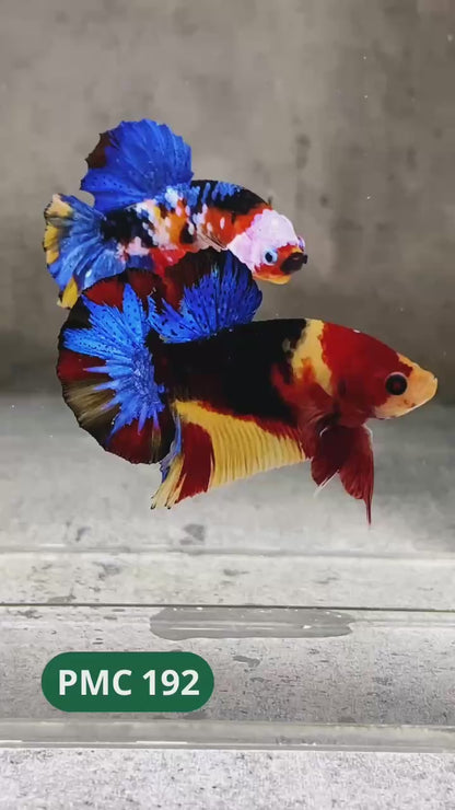Multicolor Plakat Male Betta Fish |Show Grade|  You Pick Fish