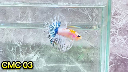 Crowntail Multicolor Male Betta Fish | High Grade | You Pick Fish |