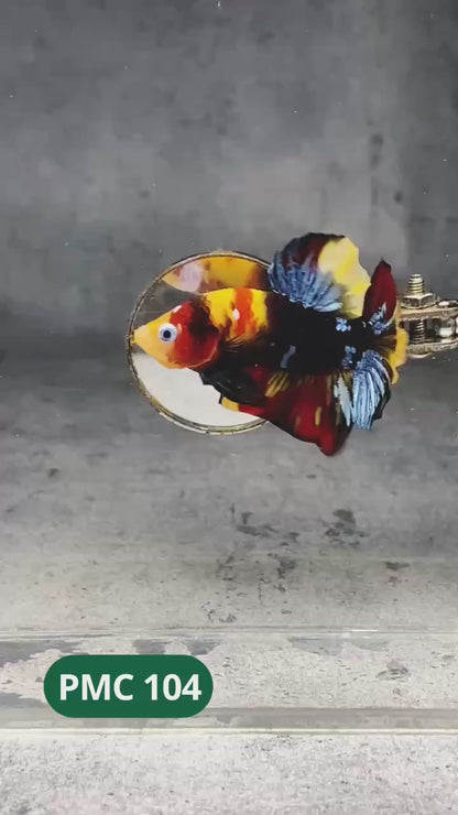 Multicolor Plakat Male Betta Fish |Show Grade|  You Pick Fish