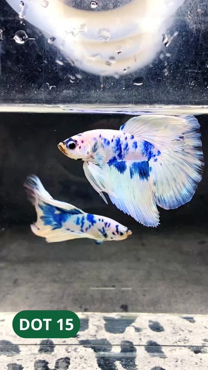 Blue Marble Dot Halfmoon Male Betta Fish | Order Directly From Farm | You Pick Fish