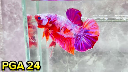 King Giant Plakat Male Betta Fish | You Pick Fish | High Grade