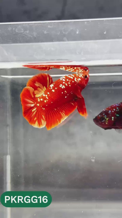 Golden Star Dust Galaxy Plakat Male Betta Fish | Super Rare | You Pick Fish