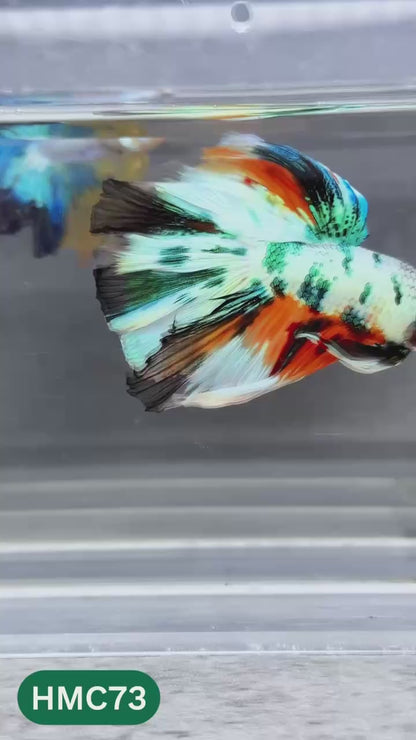 Multicolor Halfmoon Male Betta Fish | Order Directly From Farm | You Pick Fish