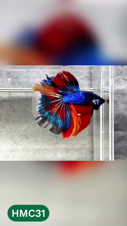 Multicolor Halfmoon Male Betta Fish | High Grade | Order Directly From Farm |  You Pick Fish |
