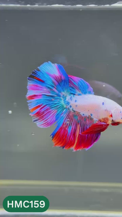 Multicolor Halfmoon Male Betta Fish | Order Directly From Farm | You Pick Fish