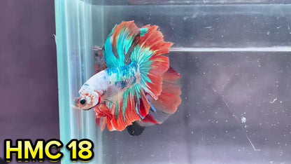 Multicolor Halfmoon Male Betta Fish | High Grade | Order Directly From Farm|  You Pick Fish |