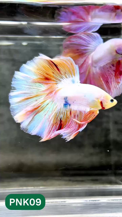 Pink Halfmoon Male Betta Fish | You Pick Fish | Order Directly From Farm
