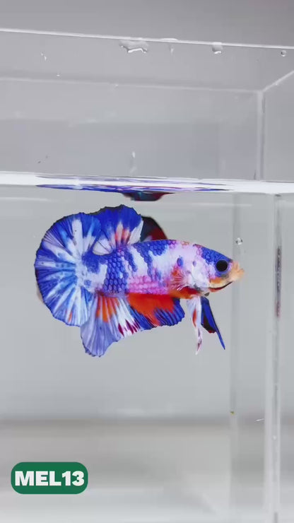 Metallic Plakat Betta Fish | You Pick Betta | Exotic Fish