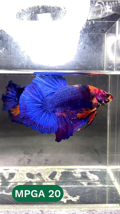 King Giant Plakat Male Betta Fish | You Pick Fish | High Grade