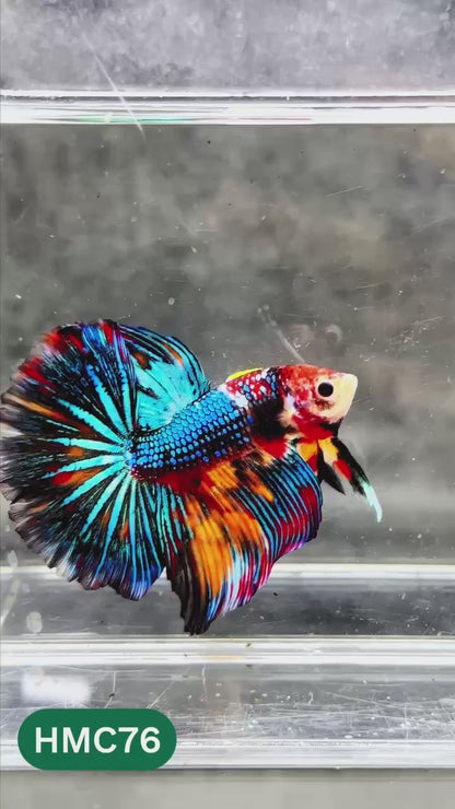 Multicolor Halfmoon Male Betta Fish | High Grade | Order Directly From Farm |  You Pick Fish |