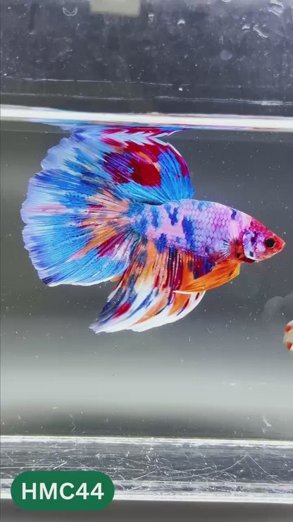 Multicolor Halfmoon Male Betta Fish | High Grade | Order Directly From Farm |  You Pick Fish |