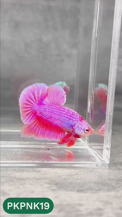 Pink Plakat Male Betta Fish | You Pick Fish | Rare Color