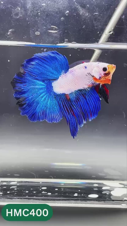 Nemo Halfmoon Male Betta Fish | Order Directly From Farm | You Pick Fish