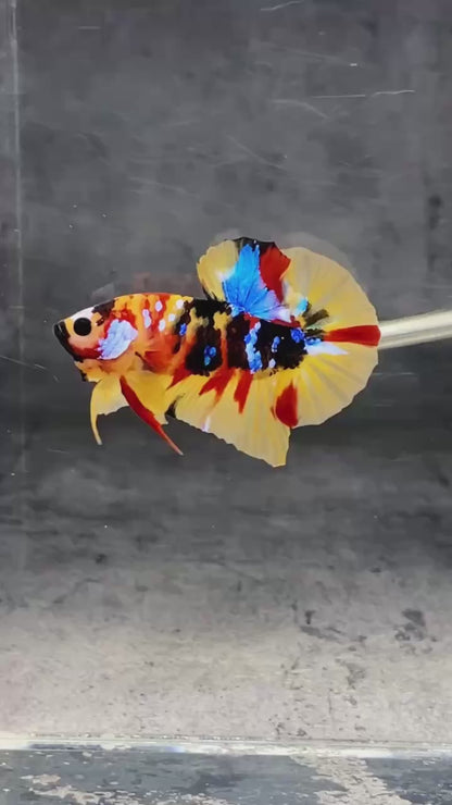 Multicolor Plakat Male Betta Fish |Show Grade|  You Pick Fish