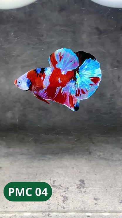 Multicolor Plakat Male Betta Fish |Show Grade|  You Pick Fish