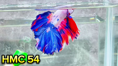 Multicolor Halfmoon Male Betta Fish | High Grade | Order Directly From Farm|  You Pick Fish |