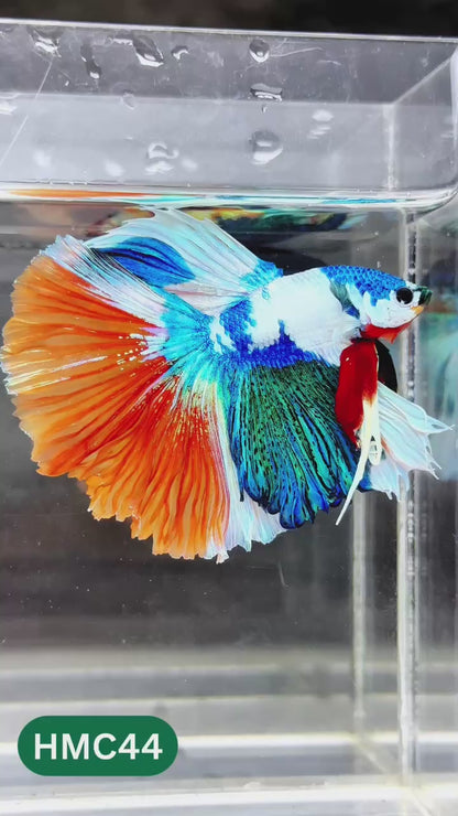 Nemo Halfmoon Male Betta Fish | Order Directly From Farm | You Pick Fish
