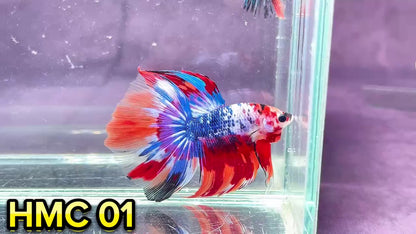 Multicolor Halfmoon Male Betta Fish | High Grade | Order Directly From Farm|  You Pick Fish |