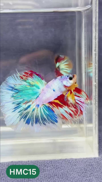 Multicolor Halfmoon Male Betta Fish | Order Directly From Farm | You Pick Fish