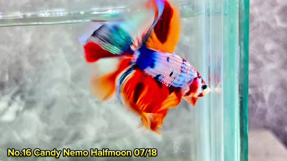 Multicolor Halfmoon Male Betta Fish | High Grade | Order Directly From Farm|  You Pick Fish |