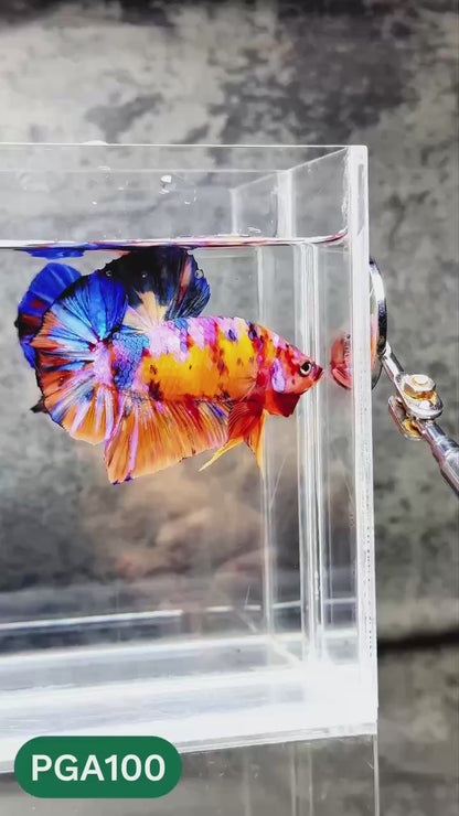 King Giant Plakat Male Betta Fish | You Pick Fish | High Grade