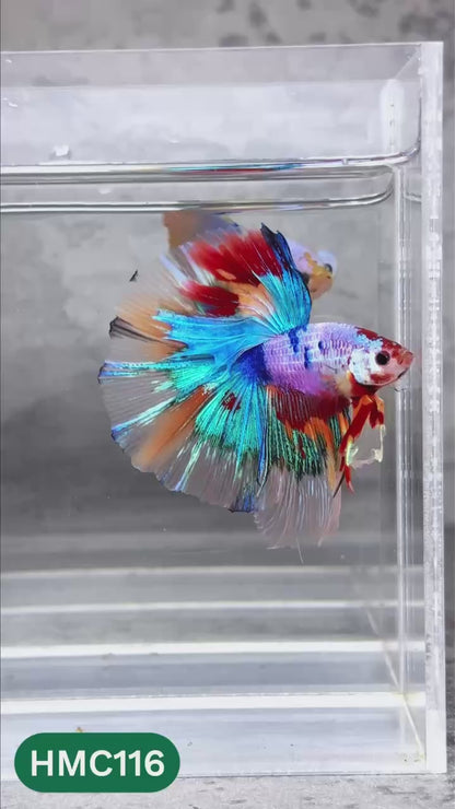 Multicolor Halfmoon Male Betta Fish | High Grade | Order Directly From Farm |  You Pick Fish |