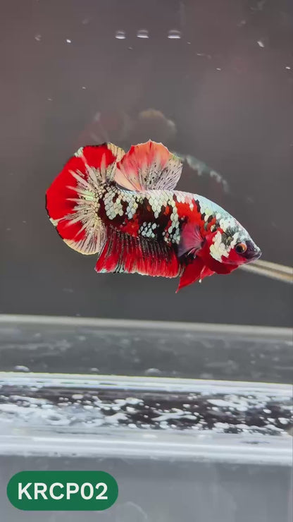 Koi Red Copper Plakat Male Betta Fish | You Pick Fish