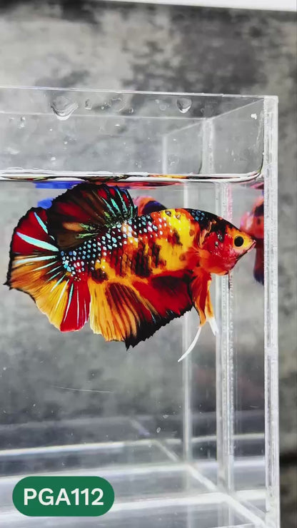 King Giant Plakat Male Betta Fish | You Pick Fish | High Grade