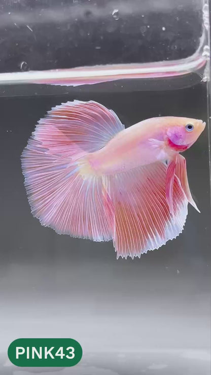 Pink Halfmoon Male Betta Fish | You Pick Fish | Order Directly From Farm