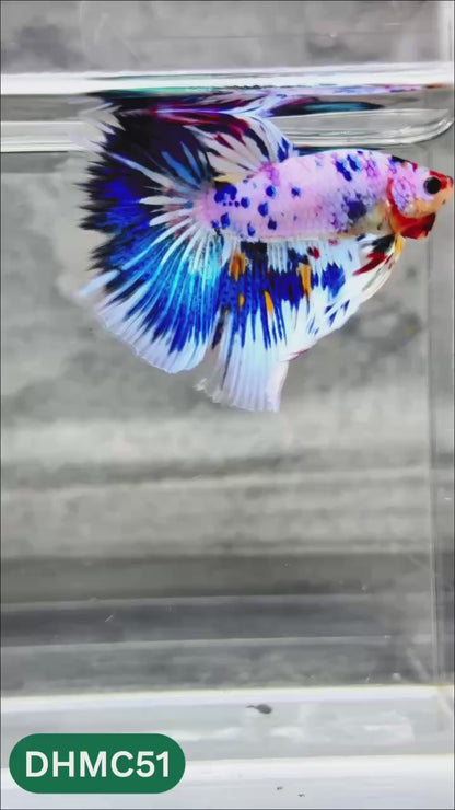 Multicolor Halfmoon Male Betta Fish | Order Directly From Farm | You Pick Fish