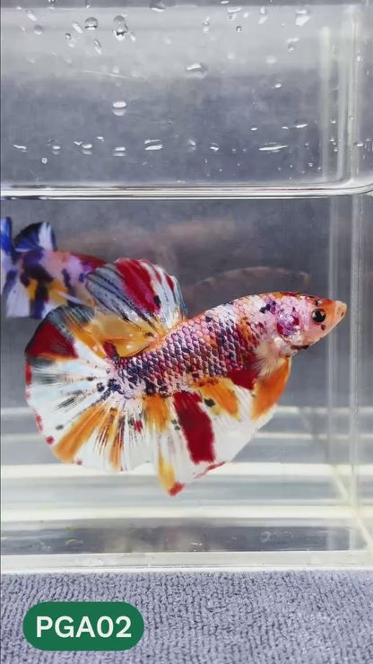 King Giant Plakat Male Betta Fish | You Pick Fish | High Grade