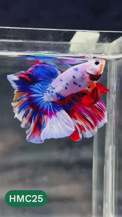 Multicolor Halfmoon Male Betta Fish | Order Directly From Farm | You Pick Fish