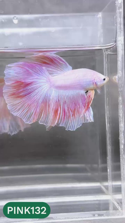 Pink Halfmoon Male Betta Fish | You Pick Fish | Order Directly From Farm