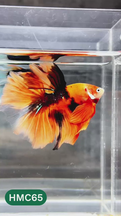 Nemo Halfmoon Male Betta Fish | Order Directly From Farm | You Pick Fish