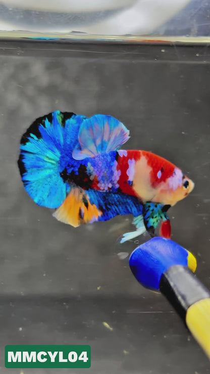 Multicolor Yellow Base Plakat Male Betta Fish | Order Directly From Farm|  You Pick Fish