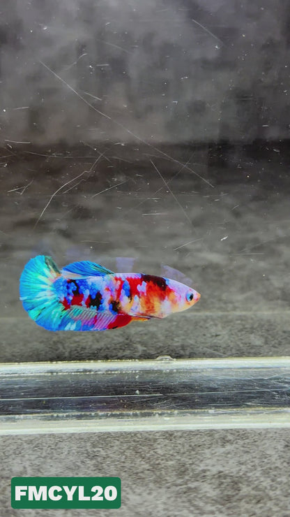 Multicolor Yellow Base Female Betta Fish | You Pick Fish  | High Grade