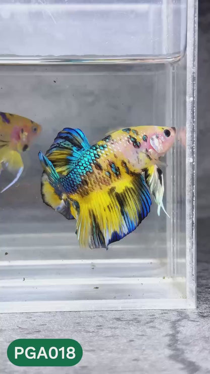 King Giant Plakat Male Betta Fish | You Pick Fish | High Grade