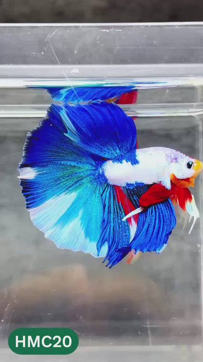 Multicolor Halfmoon Male Betta Fish | High Grade | Order Directly From Farm |  You Pick Fish |