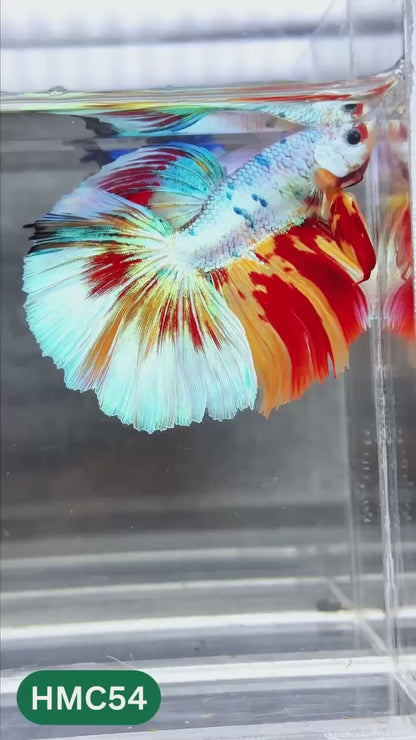 Multicolor Halfmoon Male Betta Fish | Order Directly From Farm | You Pick Fish