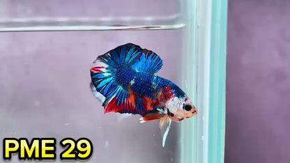 Metallic Plakat Betta Fish | You Pick Betta | Show Grade