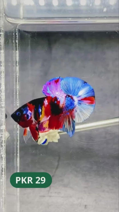 Multicolor Yellow Base Plakat Male Betta Fish | Order Directly From Farm |  You Pick Fish