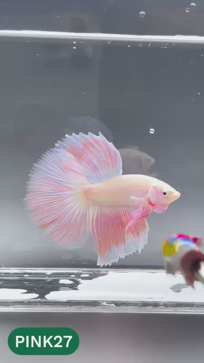 Pink Halfmoon Male Betta Fish | You Pick Fish | Order Directly From Farm