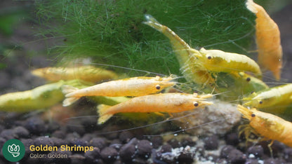 Yellow Goldenback Shrimp