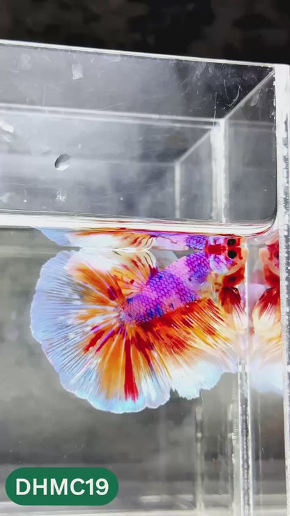 Multicolor Halfmoon Male Betta Fish | High Grade | Order Directly From Farm |  You Pick Fish |